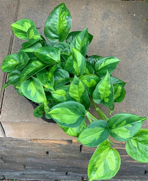 Variegated Global Green Epipremnum aureum Rooted Plant Great selection ...