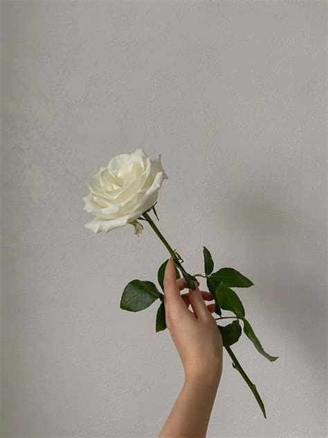 Download Simple Bloomed White Rose Aesthetic Wallpaper | Wallpapers.com