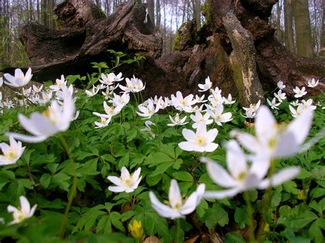 Waldblumen | Wallpaper | Galerie | MacTechNews.de