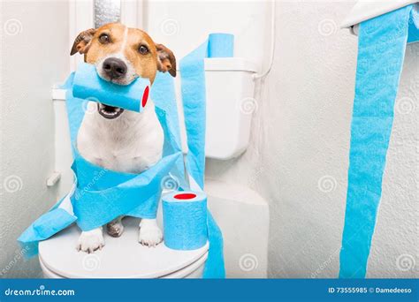 Dog on toilet seat stock image. Image of lavatory, poop - 73555985