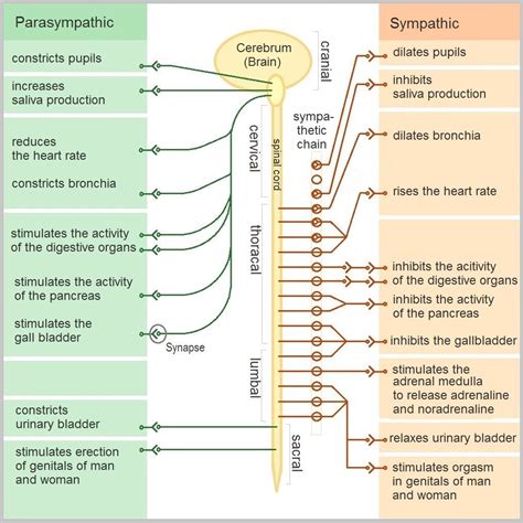 8.6 Peripheral Nervous System – Human Biology