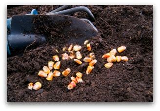 Growing Corn In Your Home Garden