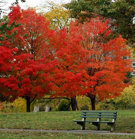 Boston Fall Foliage - New England