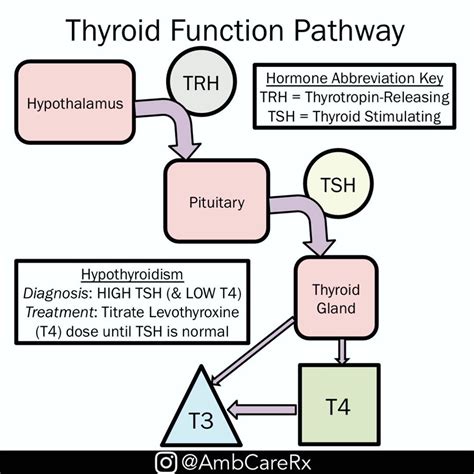 Thyroid Gland Hormones And Thyroid Function Tests In Me