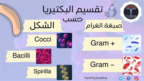 ما هي البكتيريا وأضرارها على الجسم ؟ - أكاديمية التدريس