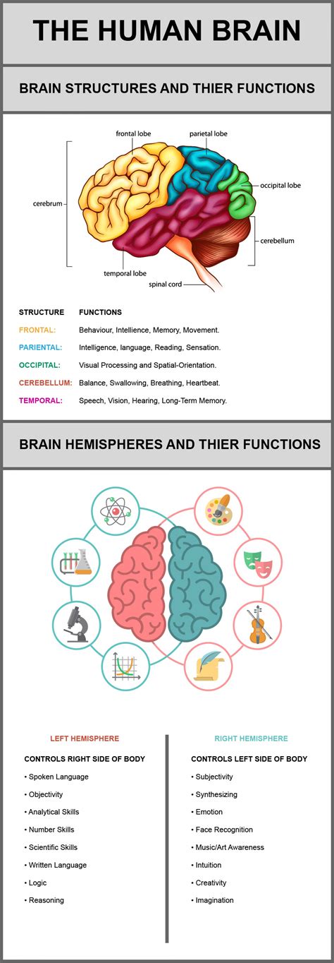 The Human Brain Its Structures and Their Functions (Infographic)