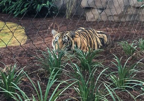 LSU Officially has New Live Tiger Mascot on Campus