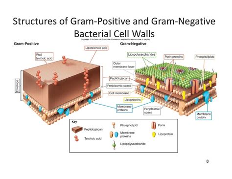 Structures of Gram‐Positive and Gram‐Negative Bacterial Cell Walls Diagram | Quizlet