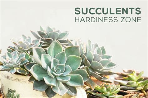 Succulents Hardiness Zone for New York City, California and Texas ...