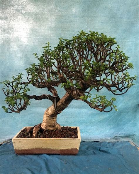 Care guide for the Jade Bonsai tree (Crassula) - Bonsai Empire