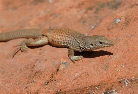 Brumback blog: types of lizards