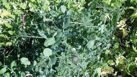 Austrian Winter Peas Archives - Plant Cover Crops