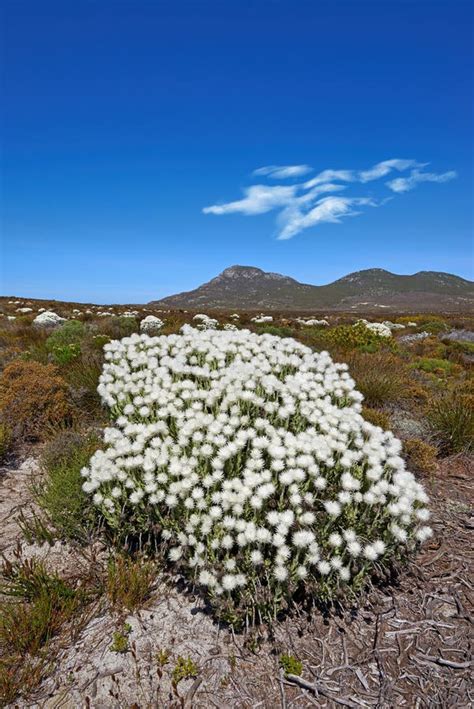 Fynbos in Bloom. Fynbos Wildflowers Growing on a Western Cape Landscape ...