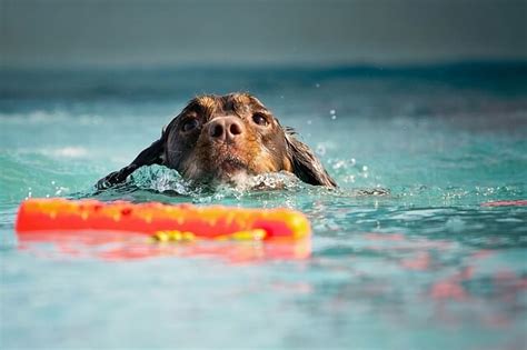 How to Teach a Dog to Swim?