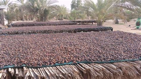 Dates farm in middle east - YouTube