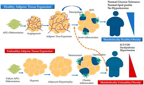 IJMS | Free Full-Text | Adipose Tissue Plasticity in Response to Pathophysiological Cues: A ...