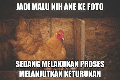 10 Meme Seputar Kebiasaan Ayam, Kocak Tapi Bikin Kesal!