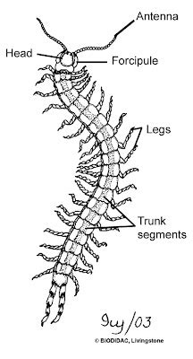 So Green: Invertebrates-hndout