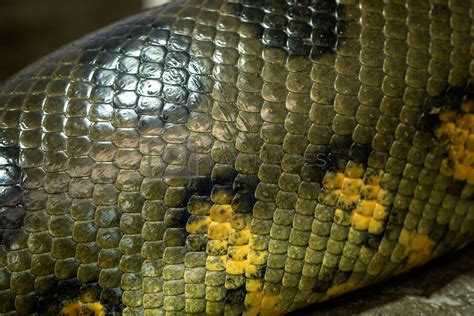 Detail of a large anaconda snake (Eunectes murinus) skin from al by xtrekx Vectors ...