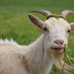 Goat eating grass Meme Generator - Imgflip