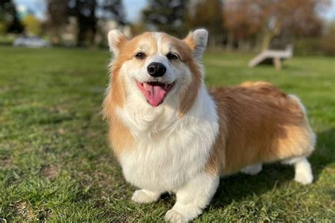 Fluffy Corgi: Everything You Need To Know Before Buying