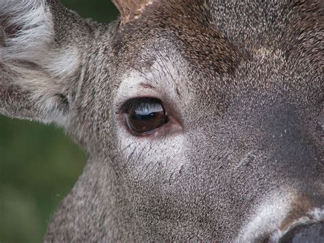 Taxidermy eyes, Deer eyes, Whitetail deer