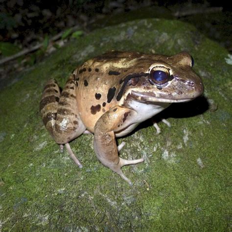 Mountain Chicken Frog Facts and Pictures