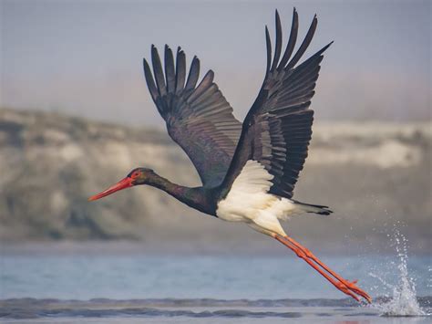 Black Stork - eBird