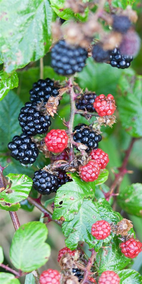 Blackberry Bush Macro Image Free Stock Photo - Public Domain Pictures