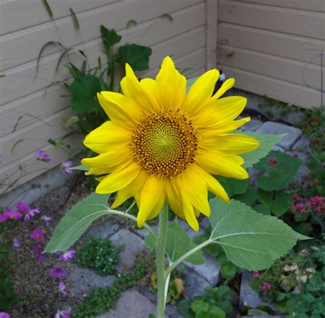 Boise Daily Photo Garden Shot: Small Sunflower