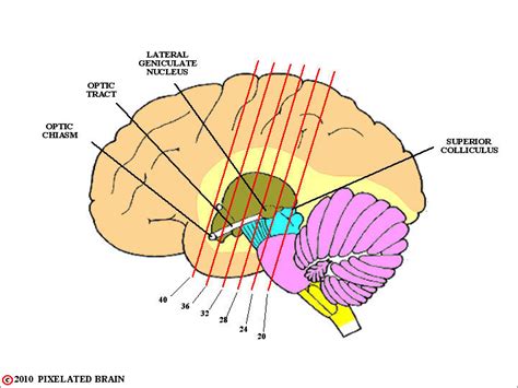 Optic Chiasm Anatomy - Anatomy Book