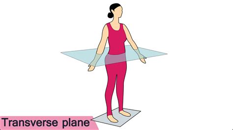 Transverse plane | Yoga anatomy, Upper back muscles, Posture correction