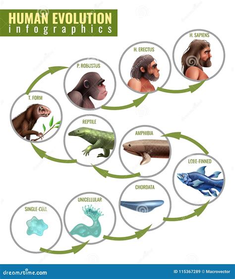 Human Evolution Infographics Stock Vector - Illustration of fish ...