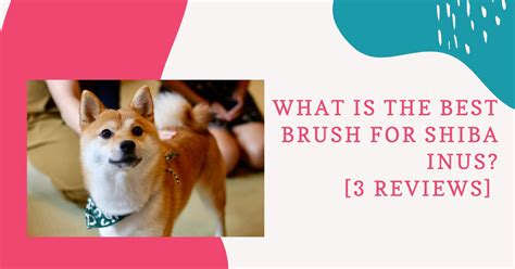 What is the Best Brush for Shiba Inus? [3 Reviews] - Groomers' Land