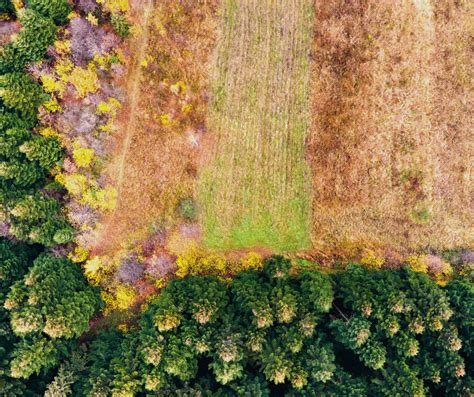 Restoration of Soil Damaged by Pine Forests — DCT