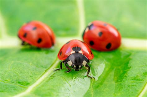 Ladybug: Tiny Heroes in Your Garden's Pest Control