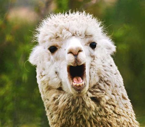 The alpaca spit dance: The disgusting consequence of getting caught in ...