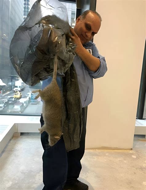 Giant rat captured in NYC : r/absoluteunit