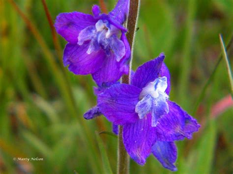 two purple flowers that are sitting in the grass