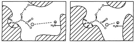 (Example of induced fit) | Download Scientific Diagram