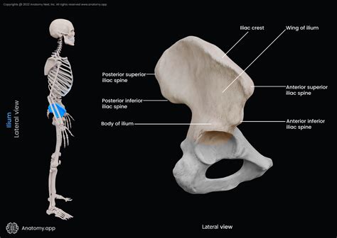 Ilium | Encyclopedia | Anatomy.app | Learn anatomy | 3D models, articles, and quizzes