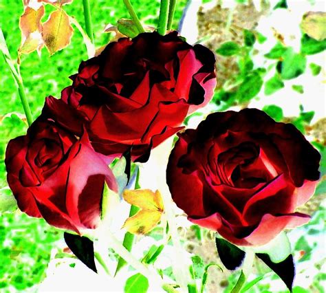 Wine Colored Roses Digital Art by Will Borden - Fine Art America