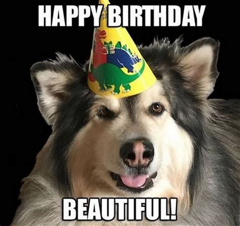 101 Funny Happy Birthday Dog Memes for Paw Lovers Everywhere