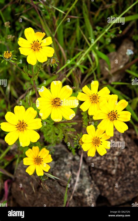 Ethiopian flower hi-res stock photography and images - Alamy