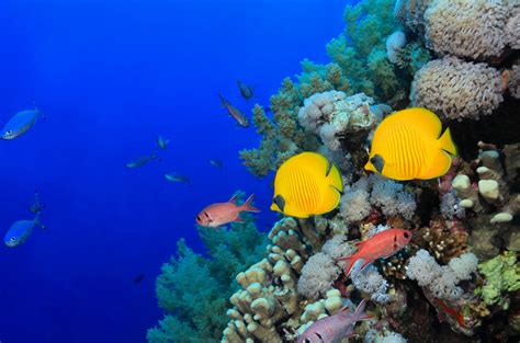 Download Butterflyfish Underwater Tropical Fish Coral Animal Fish HD Wallpaper