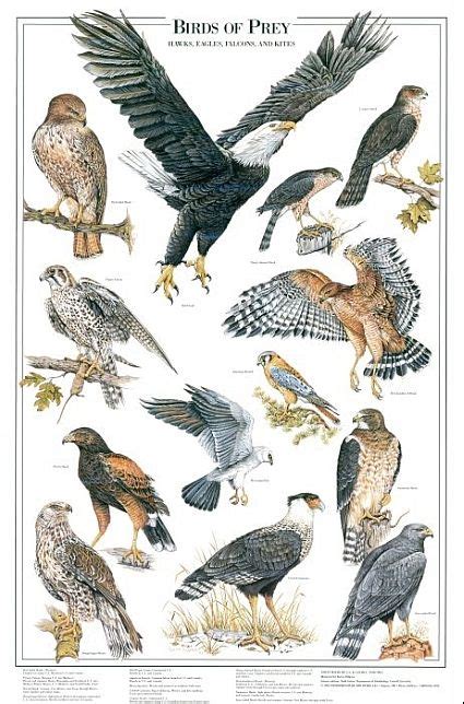 Birds of Prey Volume I Identification Chart | Birds of prey, Pet birds, Birds