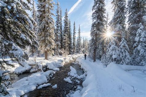 The majestic boreal forest in Canada is one of the world's largest