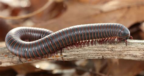 What Is The Difference Between A Centipede And A Millipede? - WorldAtlas