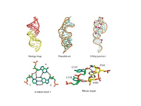 RNA Tertiary Structure Additional Motifs of Tertiary Structure