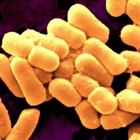 Lactobacillus Sporogenes at Rs 160/kg | Aqua Probiotics in New Delhi | ID: 22195280988